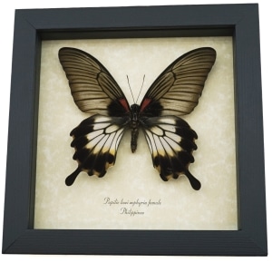 Papilio Lowi Zephyria Female Framed Butterfly Taxidermy Display