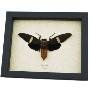 Bat Winged Cicada Tosena albata XL Framed Insect Taxidermy Display