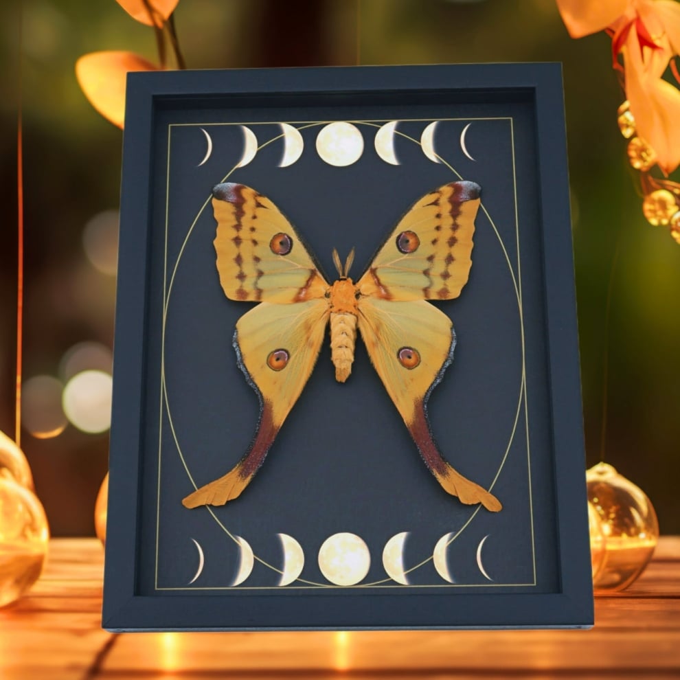 Real Comet Moth Moon Phase Argema mittrei Female Framed Taxidermy Display Real Comet Moth Moon Phase Argema mittrei Female Framed Taxidermy Display