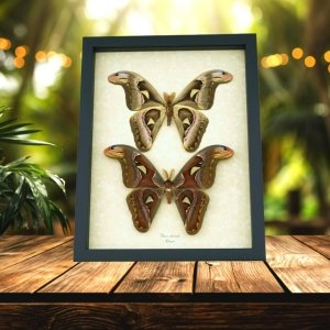 Attacus Atlas Moth Male Set Snake Head Moths Framed Taxidermy