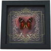 Real Red Heart Butterfly Anartia amathea Framed Taxidermy Display