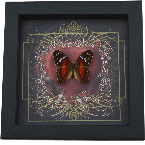 Real Red Heart Butterfly Anartia amathea Framed Taxidermy Display