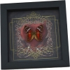 Real Red Heart Butterfly Anartia amathea Framed Taxidermy Display
