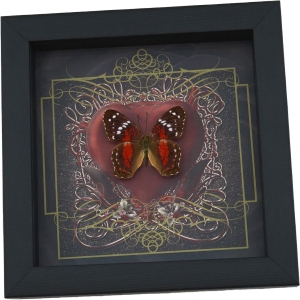 Real Red Heart Butterfly Anartia amathea Framed Taxidermy Display