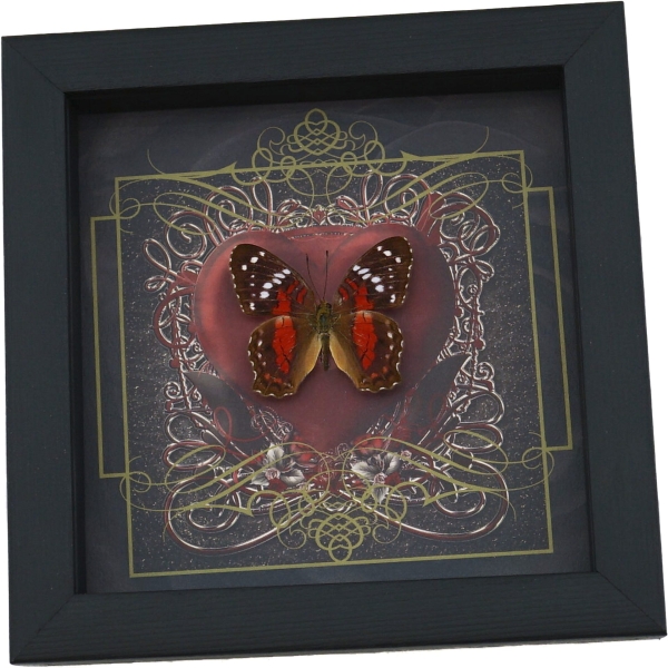 Real Red Heart Butterfly Anartia amathea Framed Taxidermy Display