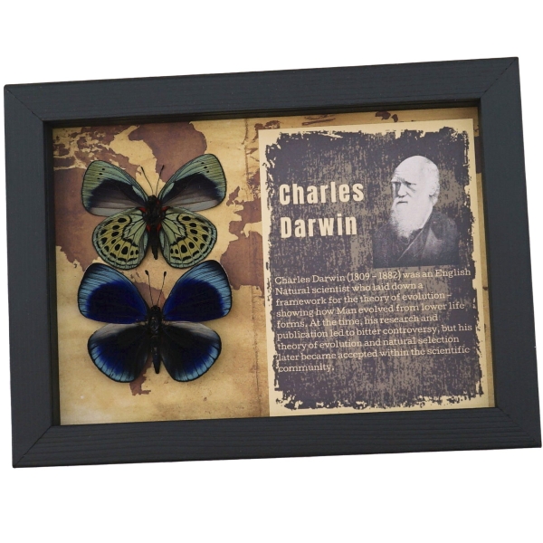 Charles Darwin Butterfly Pair Callithea philotima Asterope leprieuri Framed Taxidermy Butterflies