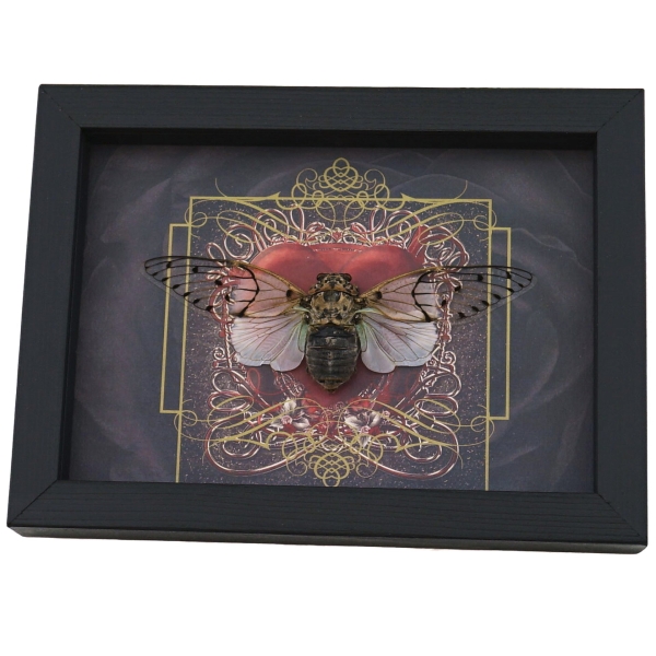 Gothic Red Heart White Ghost Cicada Ayuthia spectabilis Framed Taxidermy Display
