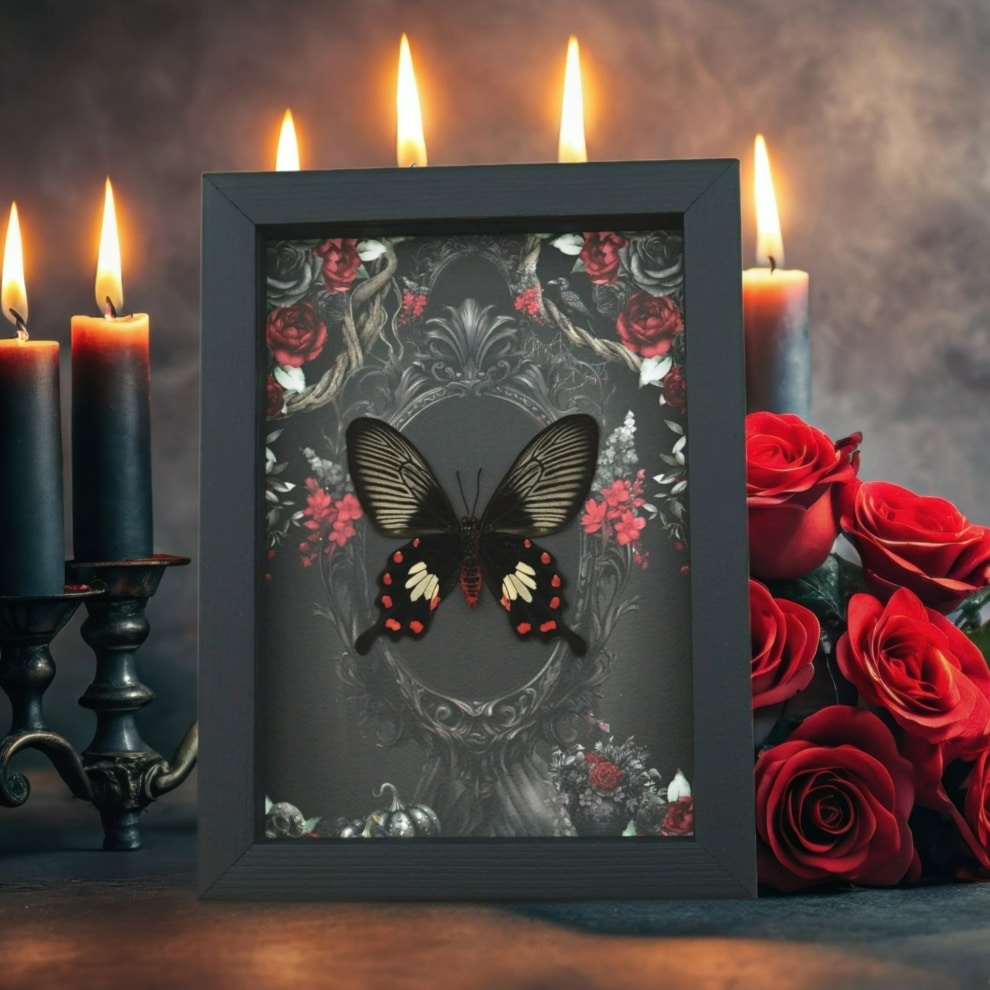 Gothic Common Rose Butterfly Black Roses Pachlioptera aristolochile Verso Real Framed Taxidermy Display Gothic Common Rose Butterfly Black Roses Pachlioptera aristolochile Verso Real Framed Taxidermy Display