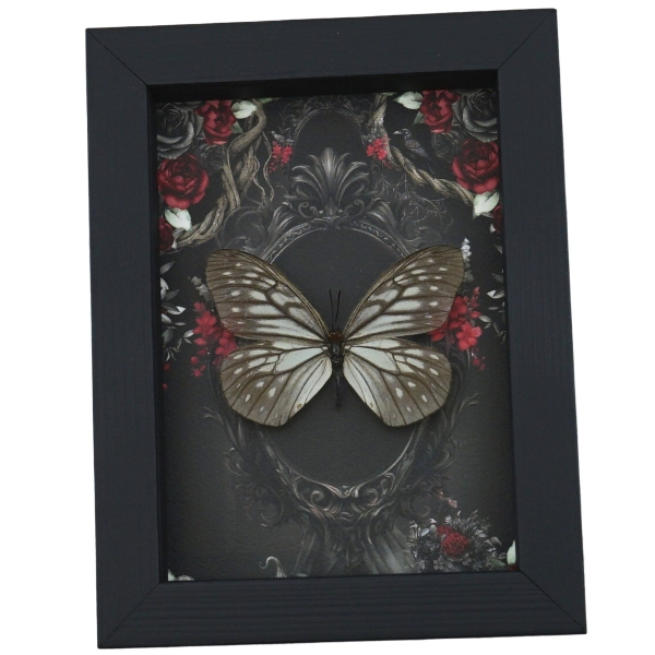Calinaga buddha Real Butterfly Gothic Black Red Roses Framed Taxidermy Display