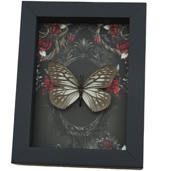 Calinaga buddha Real Butterfly Gothic Black Red Roses Framed Taxidermy Display
