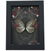 Calinaga buddha Real Butterfly Gothic Black Red Roses Framed Taxidermy Display
