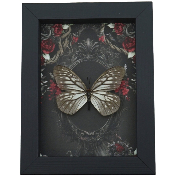 Calinaga buddha Real Butterfly Gothic Black Red Roses Framed Taxidermy Display