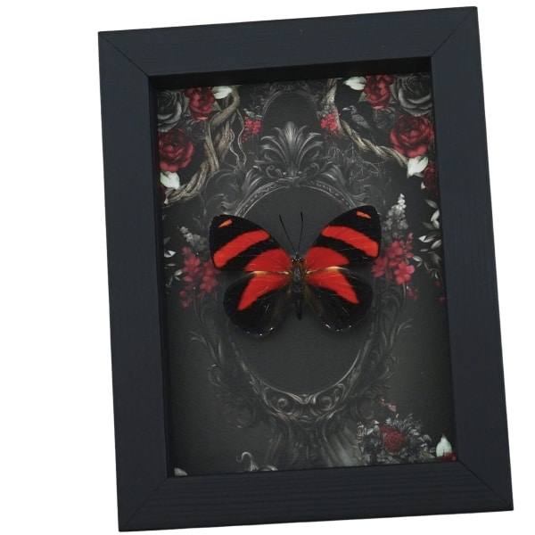 Blood Red Butterfly Gothic Black Roses Catagramma cynosura Real Framed Taxidermy Display