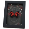 Blood Red Butterfly Gothic Black Roses Catagramma cynosura Real Framed Taxidermy Display