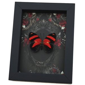 Blood Red Butterfly Gothic Black Roses Catagramma cynosura Real Framed Taxidermy Display