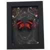 Blood Red Butterfly Gothic Black Roses Catagramma cynosura Real Framed Taxidermy Display