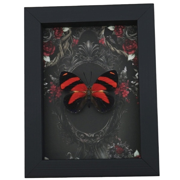 Blood Red Butterfly Gothic Black Roses Catagramma cynosura Real Framed Taxidermy Display