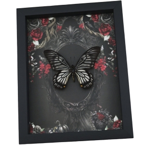 Gothic Skull Butterfly Black Roses Chilasa veiovis Real Framed Taxidermy Display