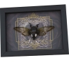 Gothic Black Heart Cicada Cryptotympana acuta Framed Insect Taxidermy Display