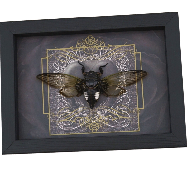 Gothic Black Heart Cicada Cryptotympana acuta Framed Insect Taxidermy Display
