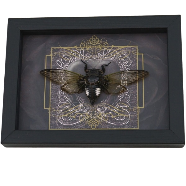 Gothic Black Heart Cicada Cryptotympana acuta Framed Insect Taxidermy Display