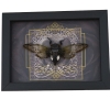 Gothic Black Heart Cicada Cryptotympana acuta Framed Insect Taxidermy Display