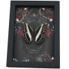 Gothic Striped Glider Butterfly Black Roses Cymothoe oemilius Real Framed Taxidermy Display