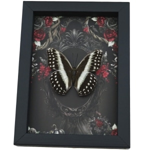 Gothic Striped Glider Butterfly Black Roses Cymothoe oemilius Real Framed Taxidermy Display