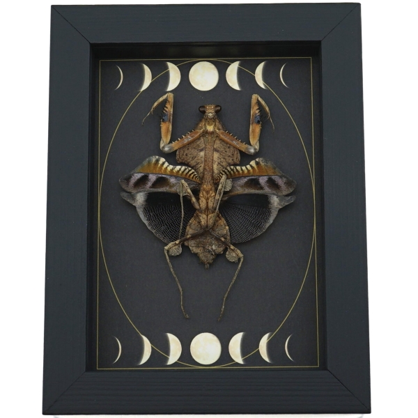 Real Dead Leaf Praying Mantis Gothic Moon Phases Framed Deroplatys lobata Insect Taxidermy