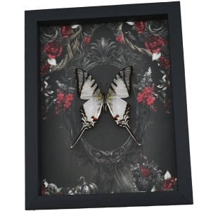 Gothic White Zebra Swallowtail Butterfly Black Roses Eurytides Protesilaus Real Framed Taxidermy Display