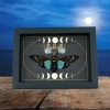 Ghost Cicada Collection Gothic Moon Phases Blue White Real Cicadas Framed Taxidermy