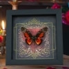 Real Red Heart Butterfly Graphium rydleyanus Framed Taxidermy Display