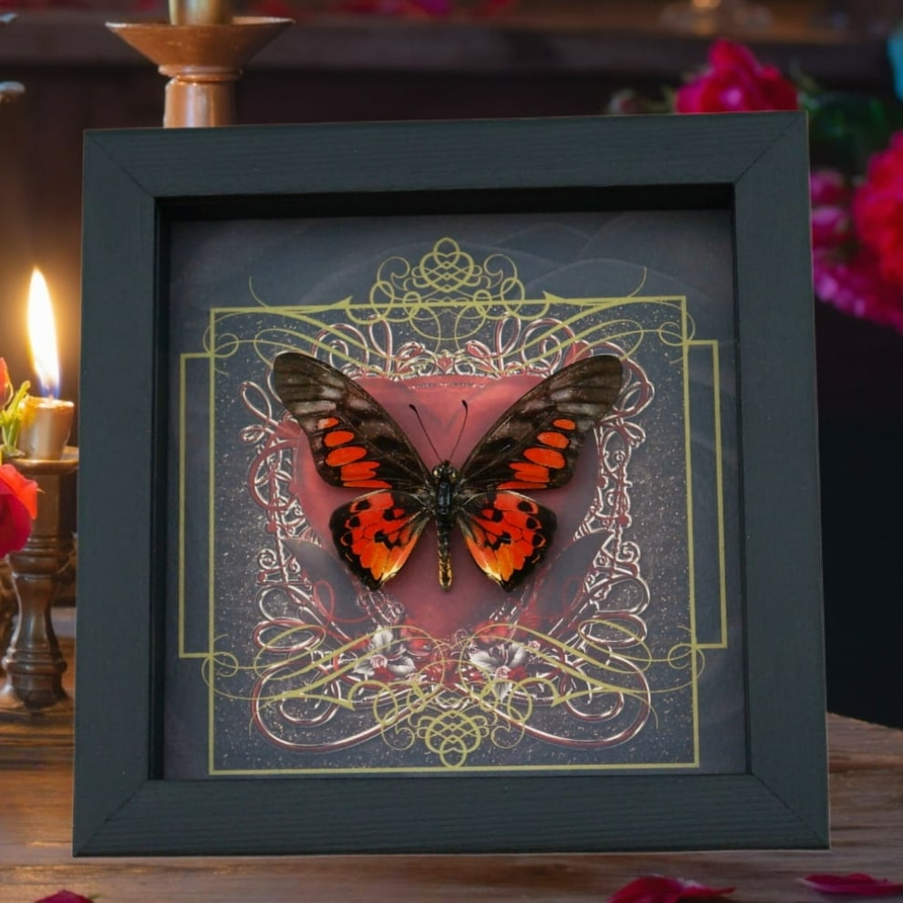 Real Red Heart Butterfly Graphium rydleyanus Framed Taxidermy Display Real Red Heart Butterfly Graphium rydleyanus Framed Taxidermy Display