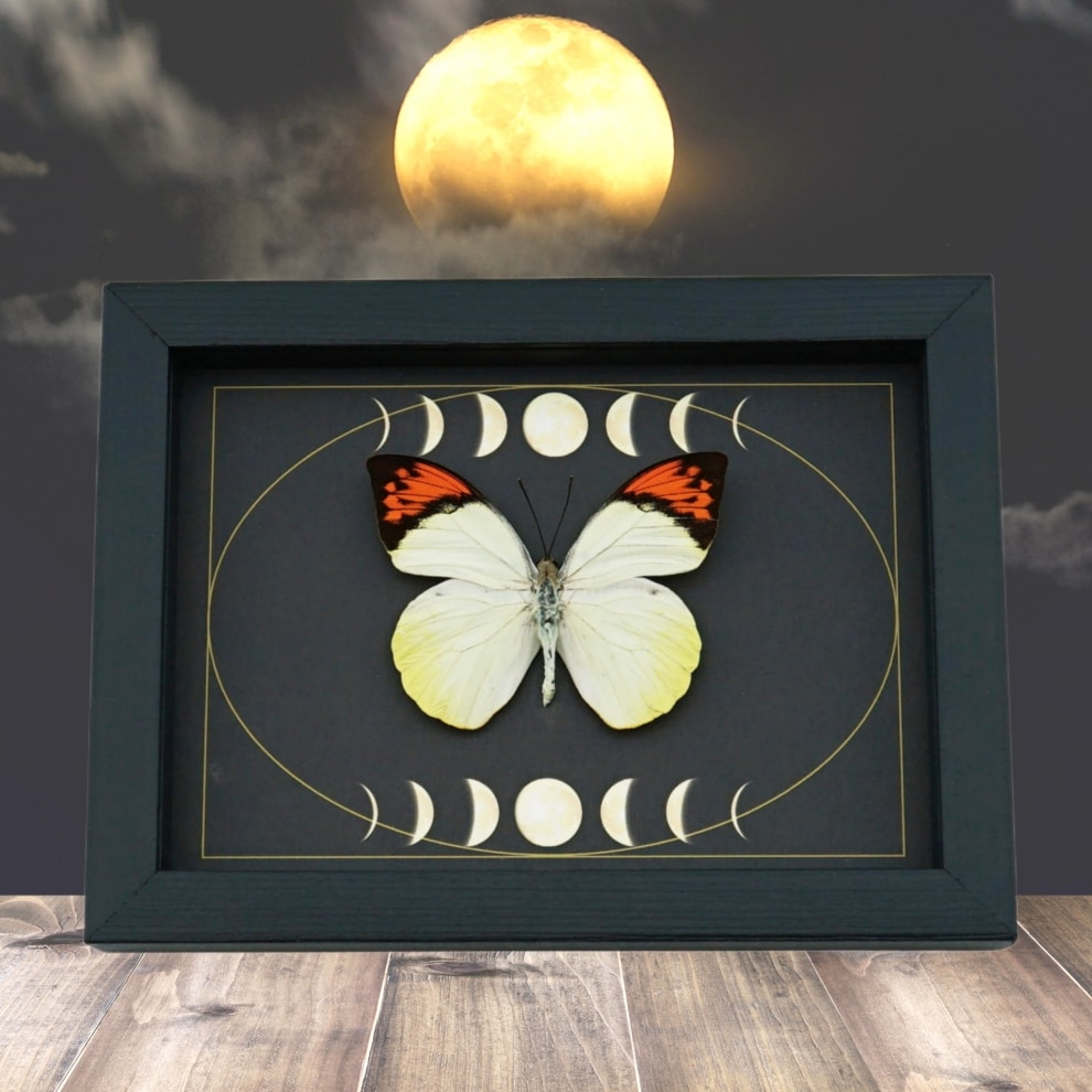 Great Orange Tip Butterfly Gothic Dark Moon Phases Hebomoia glaucippe Framed Taxidermy Display