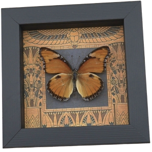 Real Egyptian Butterfly Hypolimnas misippus Female Framed Taxidermy Display