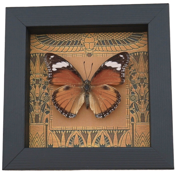 Real Egyptian Butterfly Hypolimnas misippus Female Framed Taxidermy Display