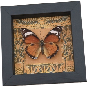 Real Egyptian Butterfly Hypolimnas misippus Female Framed Taxidermy Display