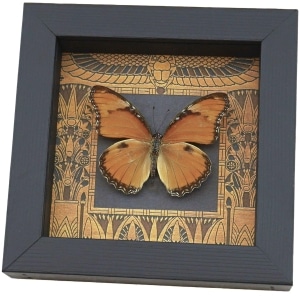 Real Egyptian Butterfly Hypolimnas misippus Female Framed Taxidermy Display
