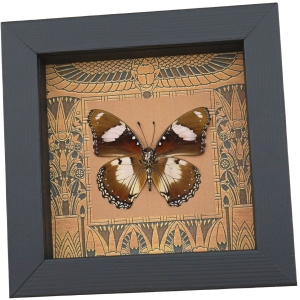 Real Egyptian Butterfly Hypolimnas misippus male verso Framed Taxidermy Display