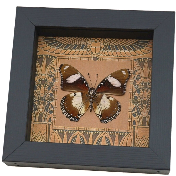 Real Egyptian Butterfly Hypolimnas misippus male verso Framed Taxidermy Display