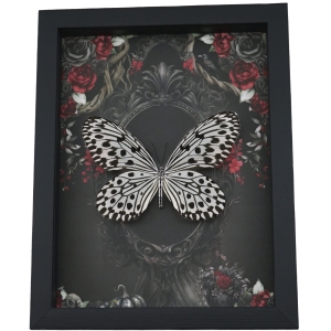 Gothic White Butterfly Black Roses Idea hypermnestra Real Framed Taxidermy Display