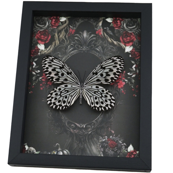 Gothic White Butterfly Black Roses Idea hypermnestra Real Framed Taxidermy Display
