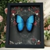 Gothic Morpho Butterfly Black Roses Real Framed Taxidermy Display
