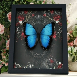 Gothic Morpho Butterfly Black Roses Real Framed Taxidermy Display