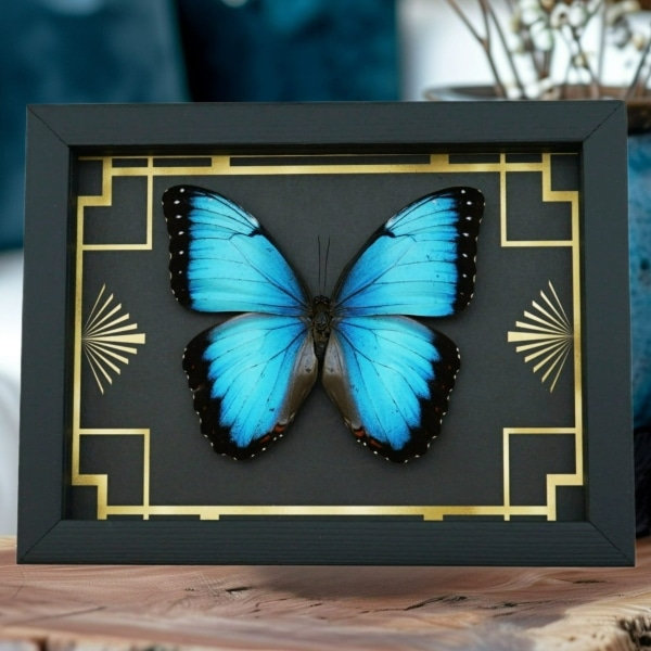 Real Blue Morpho Butterfly Art Deco Morpho peleides Morpho achilles male Framed Taxidermy Display