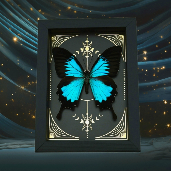 Real Papilio ulysses Butterfly Celestial Gold Foil Moon Phases Framed Taxidermy