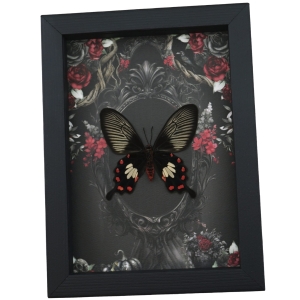 Gothic Common Rose Butterfly Black Roses Pachlioptera aristolochile Verso Real Framed Taxidermy Display
