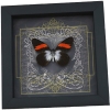 Real Black Heart Butterfly Pereute callinira Framed Taxidermy Display