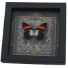 Real Black Heart Butterfly Pereute callinira Framed Taxidermy Display