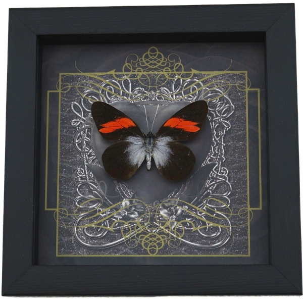 Real Black Heart Butterfly Pereute callinira Framed Taxidermy Display